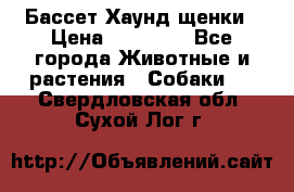 Бассет Хаунд щенки › Цена ­ 20 000 - Все города Животные и растения » Собаки   . Свердловская обл.,Сухой Лог г.